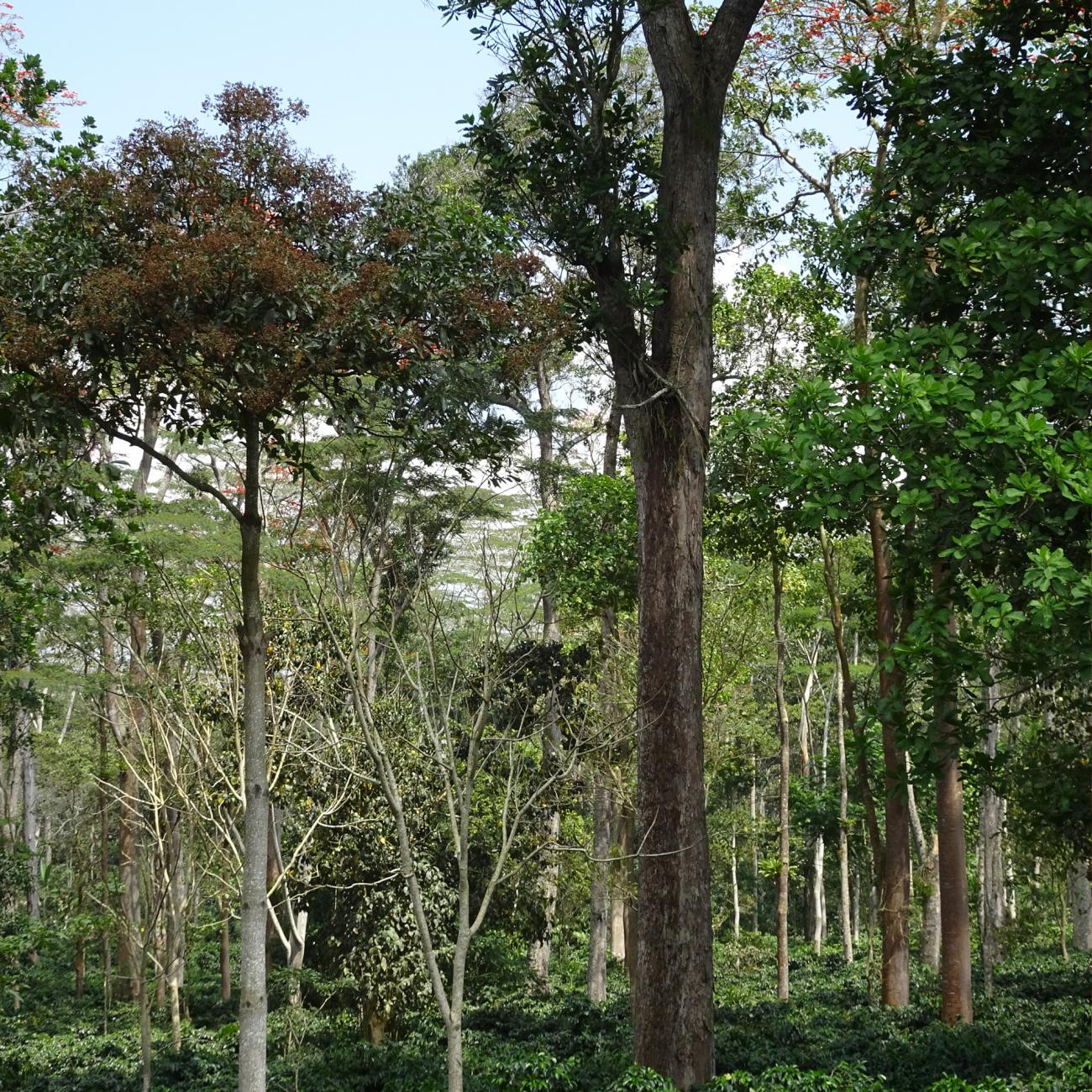 A bird friendly coffee farm with trees of various height that provide shade cover and habitat.