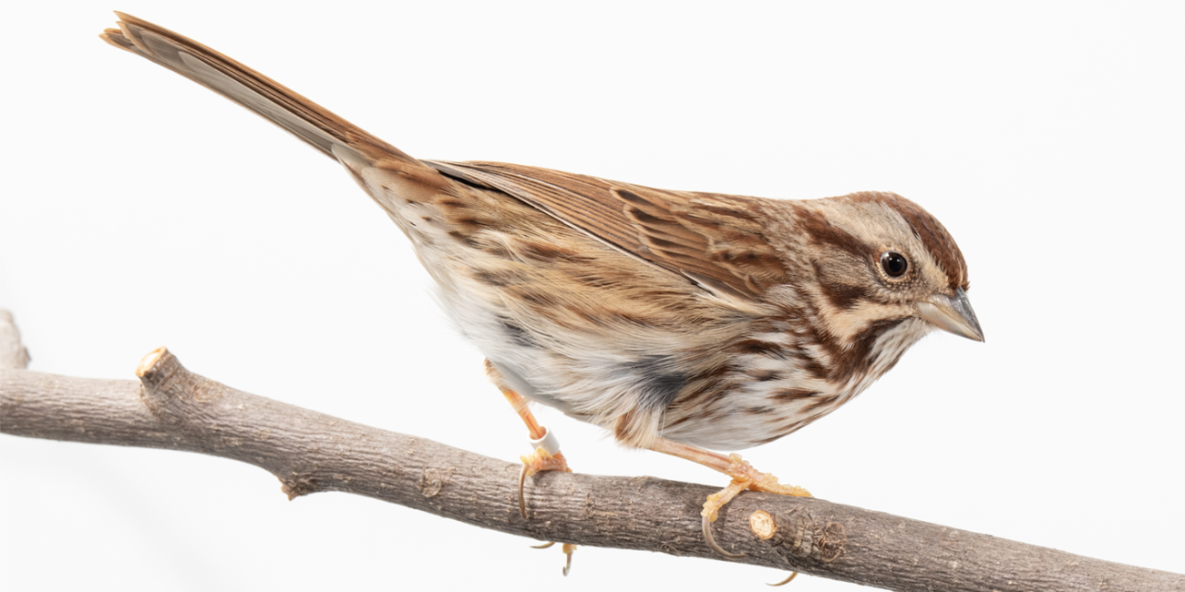 Side profile of a song sparrow, a small bird with streaky brown plumage, perching on a branch.