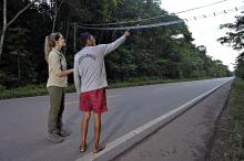 Photo of Smithsonian scientist Fernanda Abra standing along the road with a man. They are looking at a canopy bridge above them. 