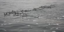 penguins swimming in a large flock near breakwater
