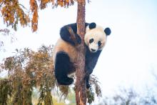 Giant panda Bei Bei hangs onto a tree high up in the air