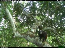 A camera trap photo of a monkey in a tree