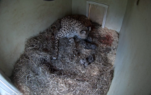 A female cheetah cub lays on a bed of hay in a den where she has just given birth to three cubs. The three small, newborn cheetah cubs can be seen around her in the hay.