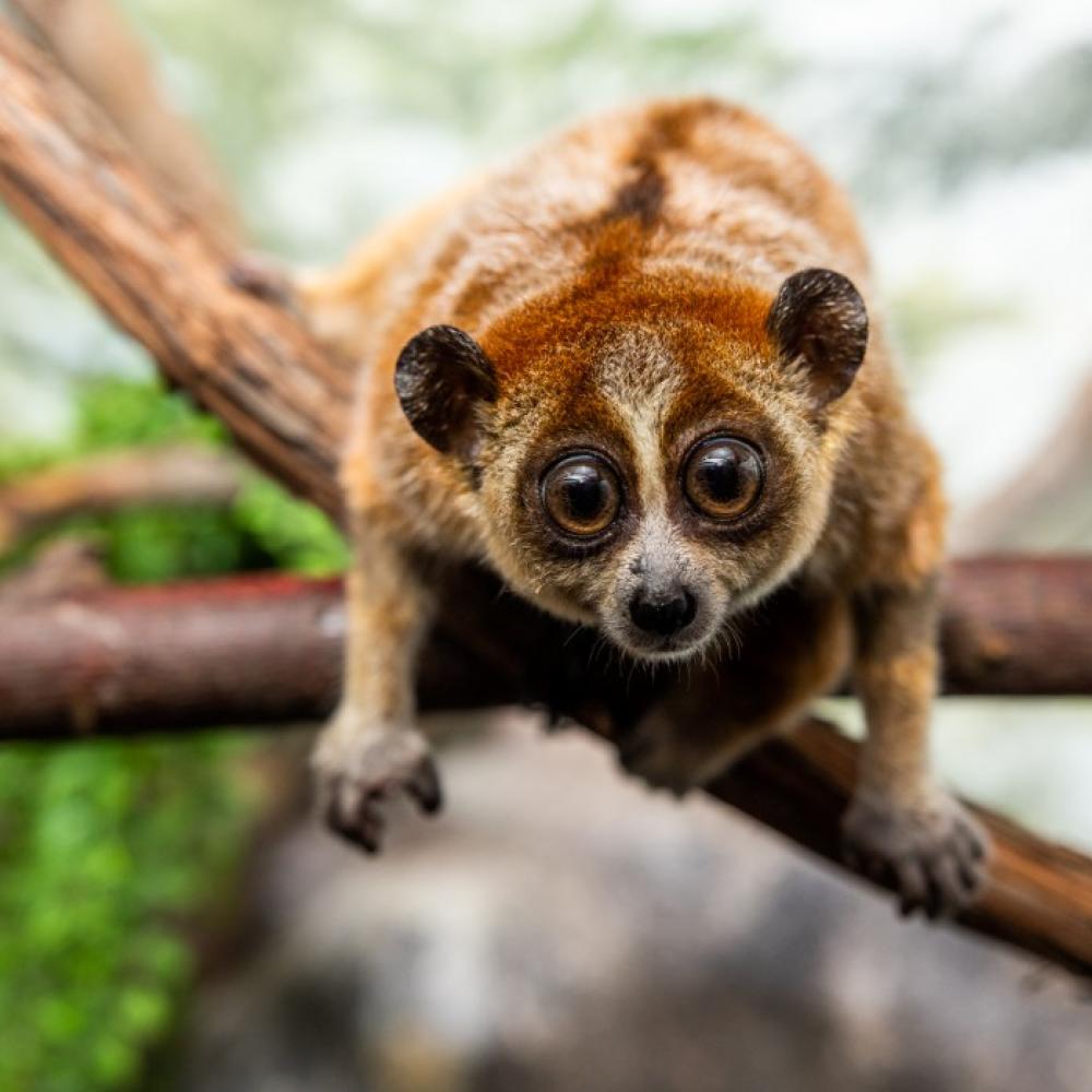 A pygmy slow loris faces the camera while clinging to a tree branch.