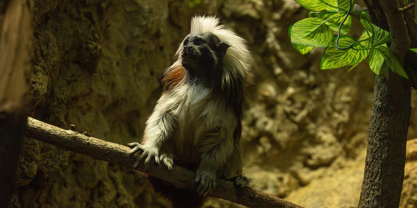 A small monkey with a black face and a white mane perches on a tree branch in its exhibit area.