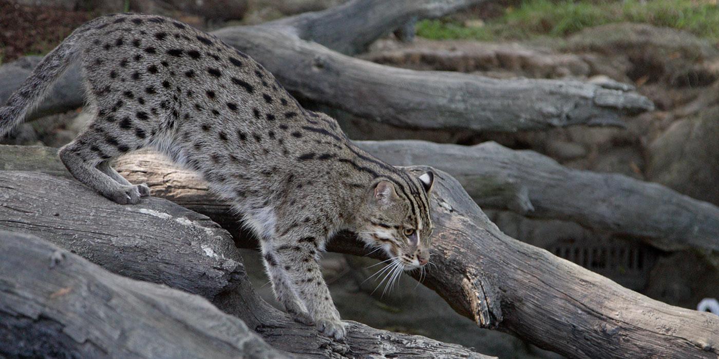 A medium-sized cat with thick fur with dark spots and stripes, called a fishing cat, walks along some longs