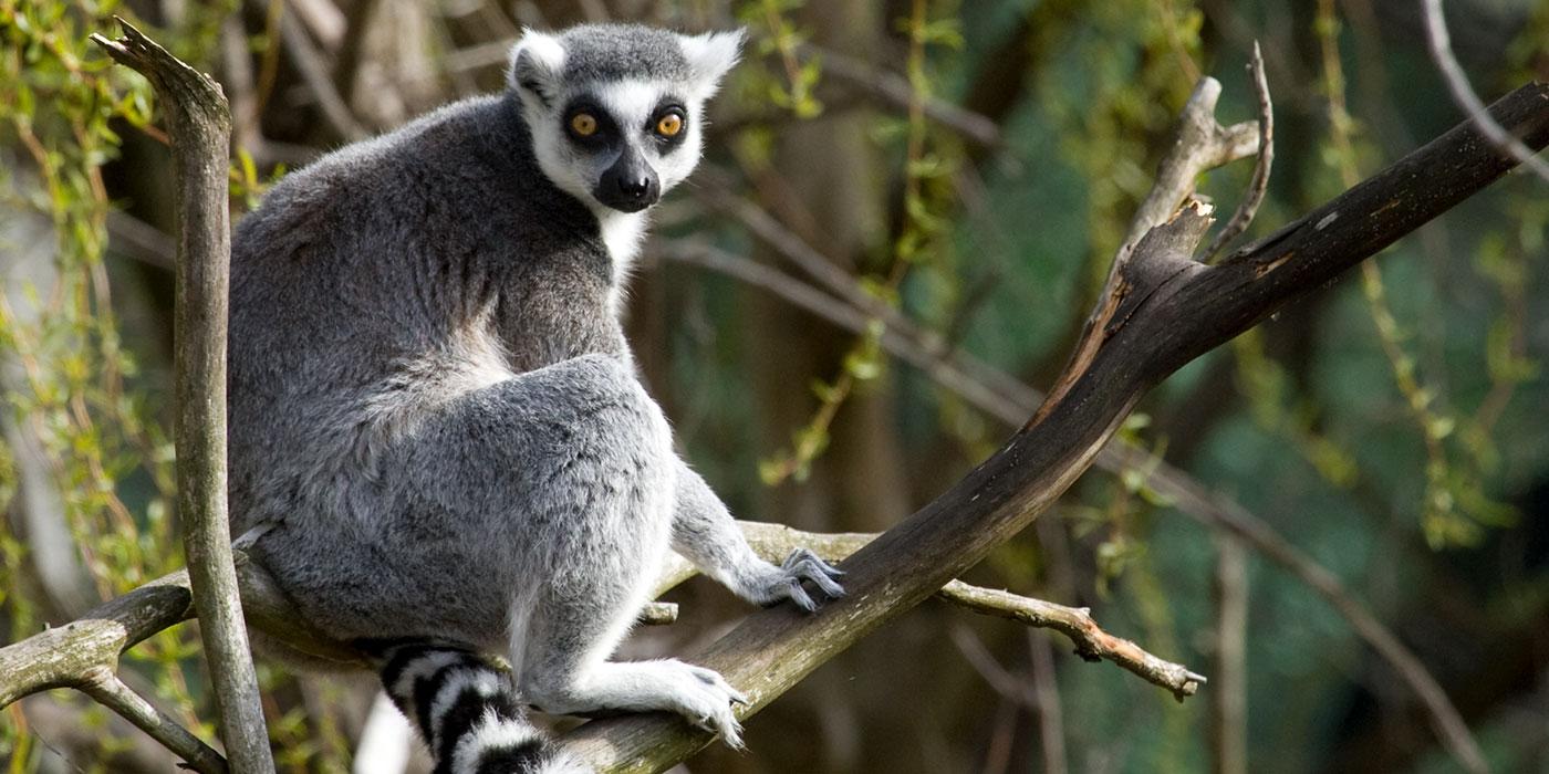 A ring-tailed lemur with gray and white fur, yellow eyes, a black nose and a white and black striped tail sitting on a tree branch