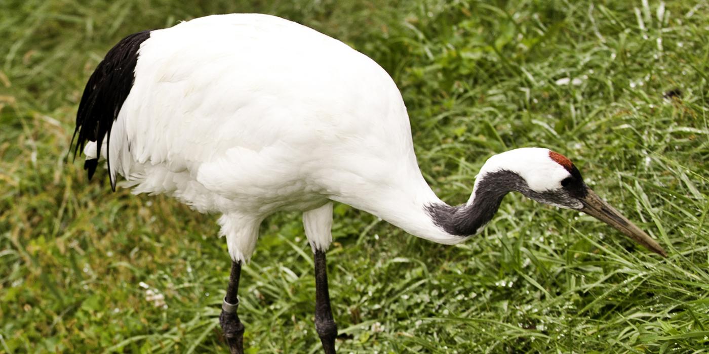 A red-crowned crane 