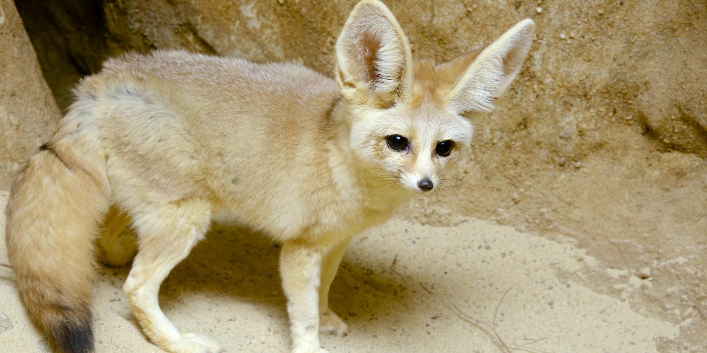 A canid (called a fennec fox) with thick, desert sand-colored fur, a bushy tail and big ears stands on a rock