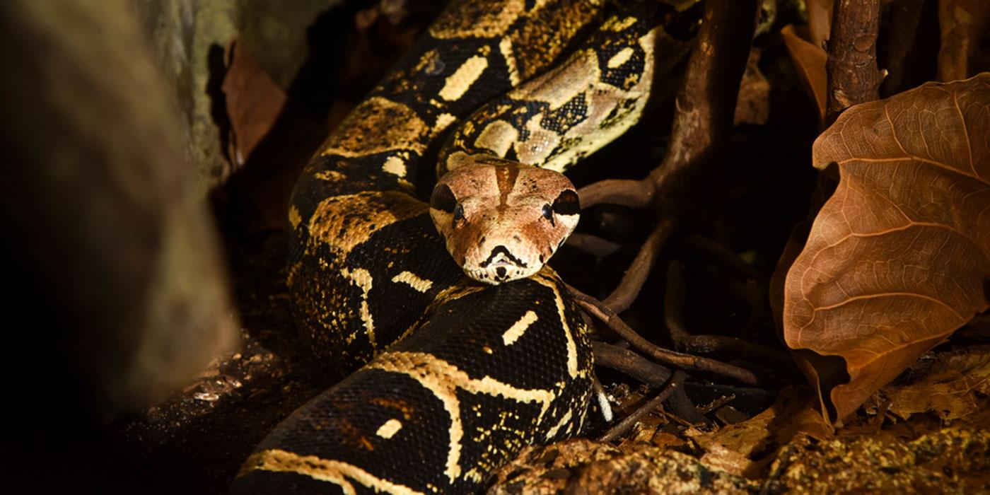 A close-up of a large snake with a black and white diamond pattern rests on a log near fallen leaves, dirt and a large rock