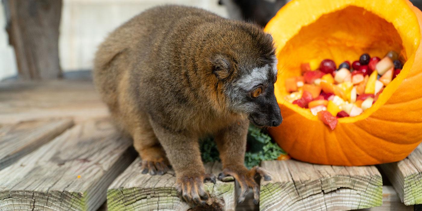 A small, rust-colored lemur with thick fur crouches on all fours next to a pumpkin filled with fruit