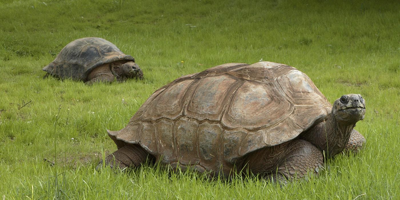 Aldabra Tortoise in the grass