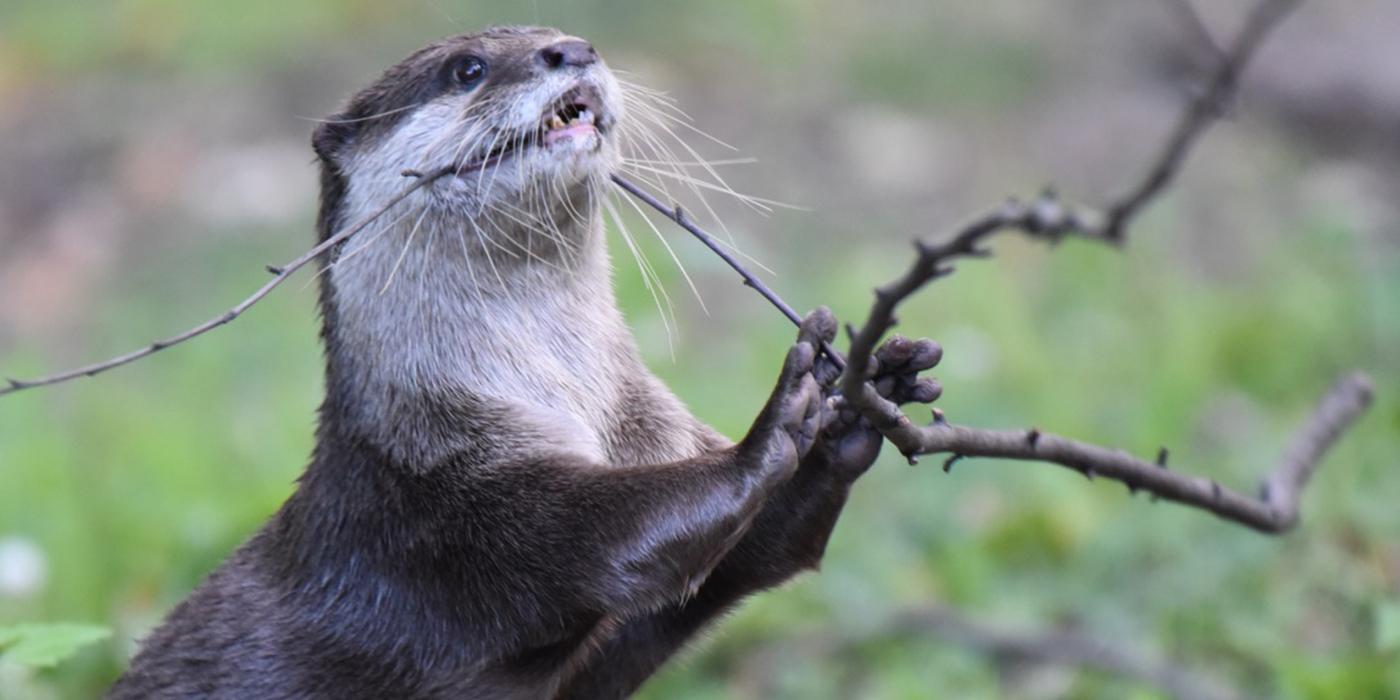 An Asian small-clawed otter--a weasel-like animal with tiny ears and sleek, wet fur--pulls and bites on a small branch