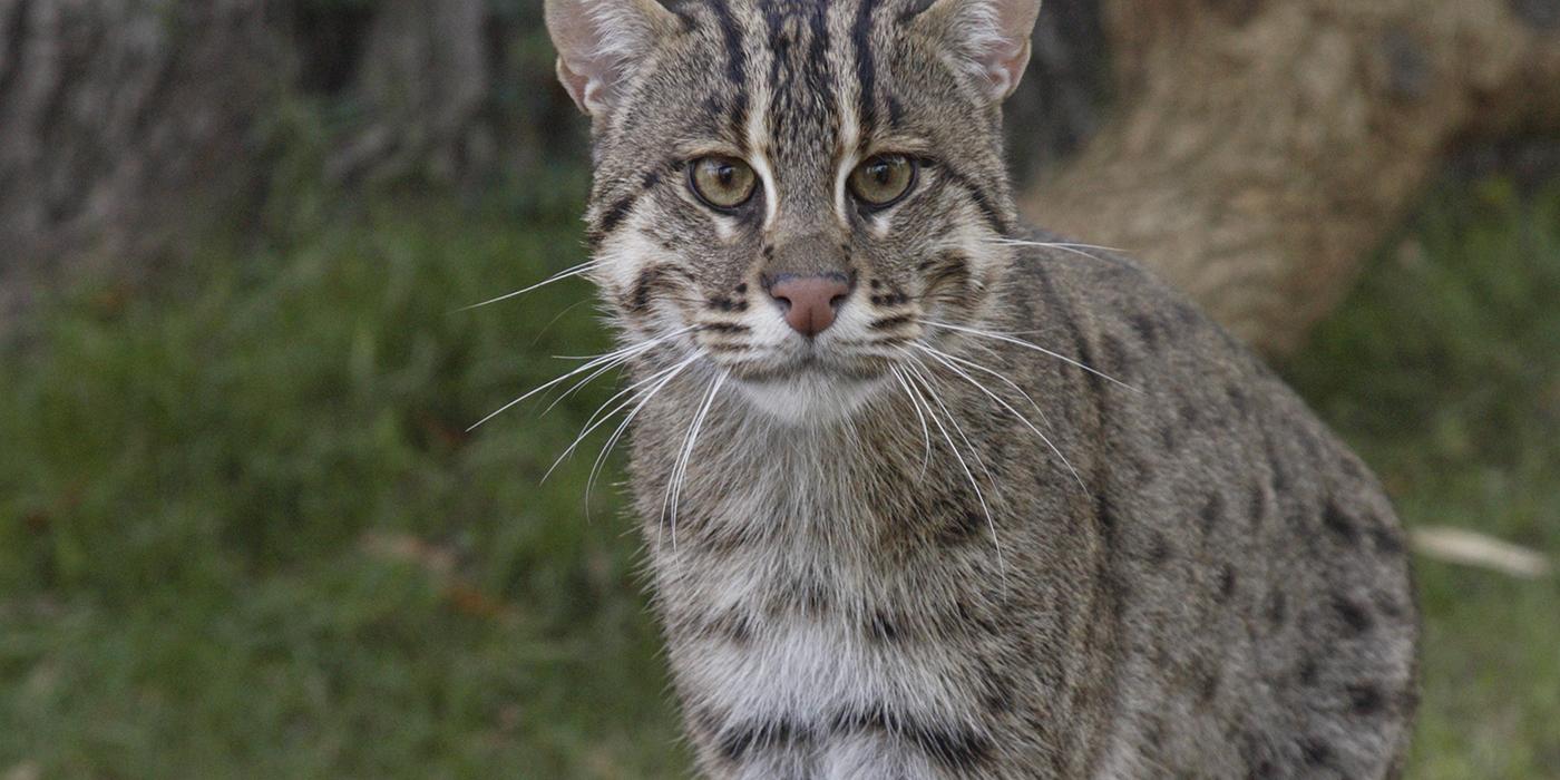 "Tabby" cat-like animal facing forward. It has gray fur dappled with darker spots and stripes
