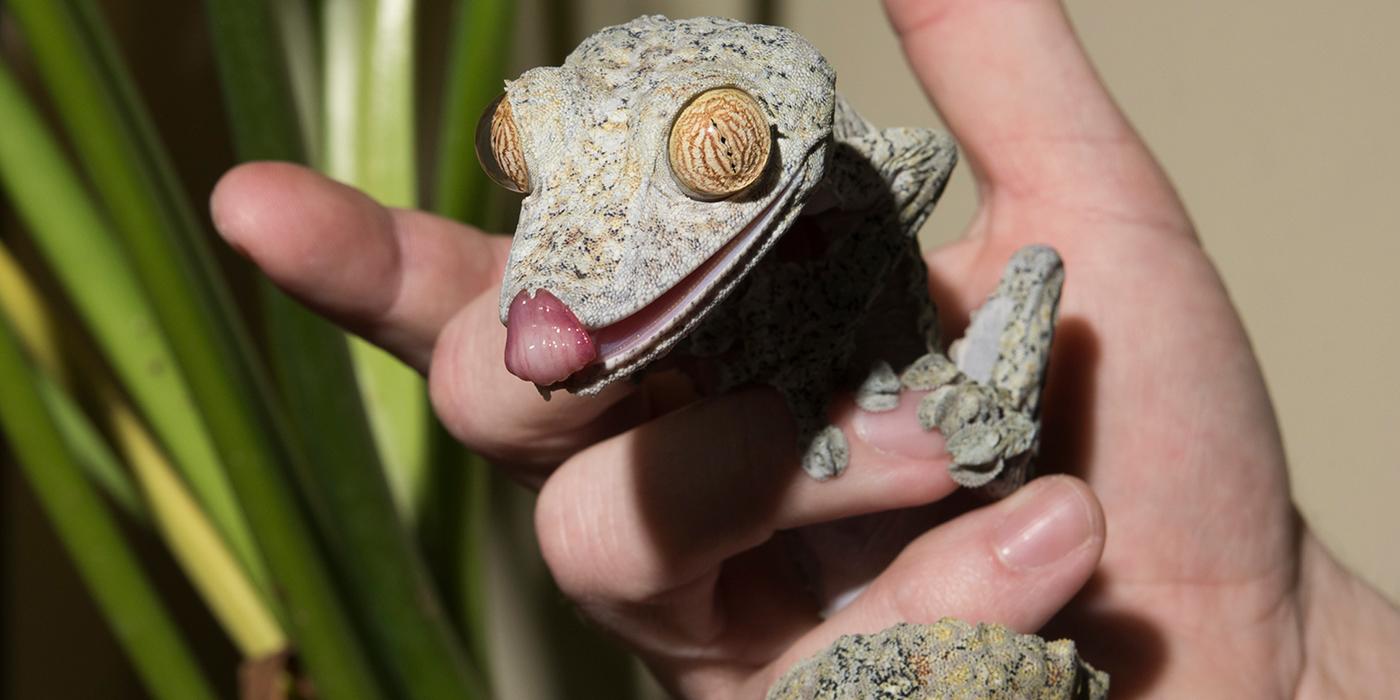 A hand holding a giant leaf tailed gecko with its tongue sticking out 