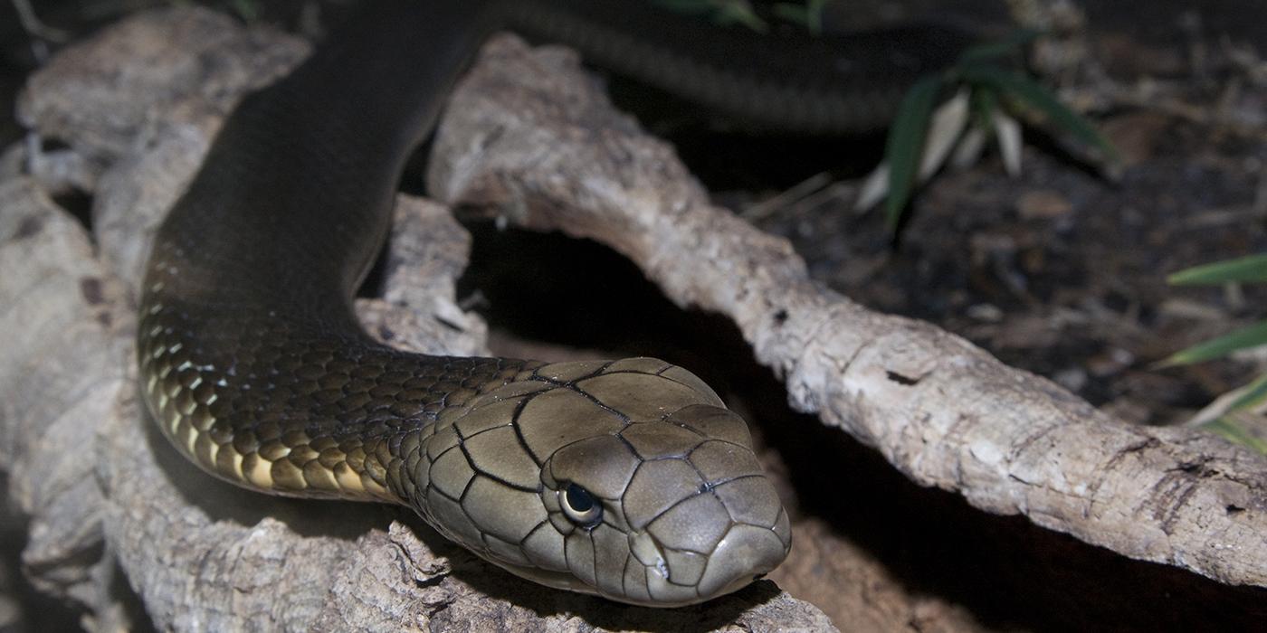 Large olive snake with prominent scales on its head