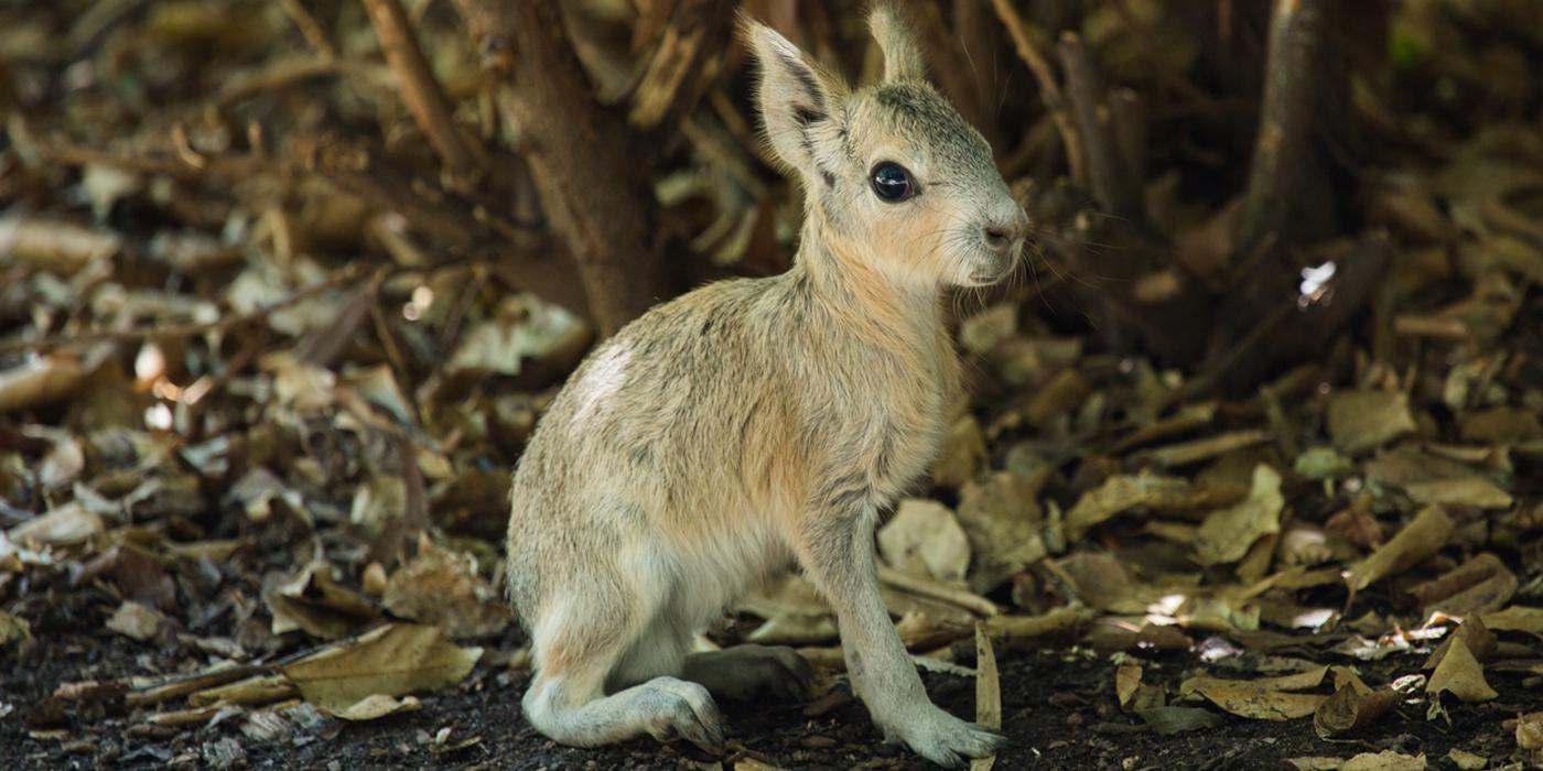 Patagonian mara baby standing on the ground