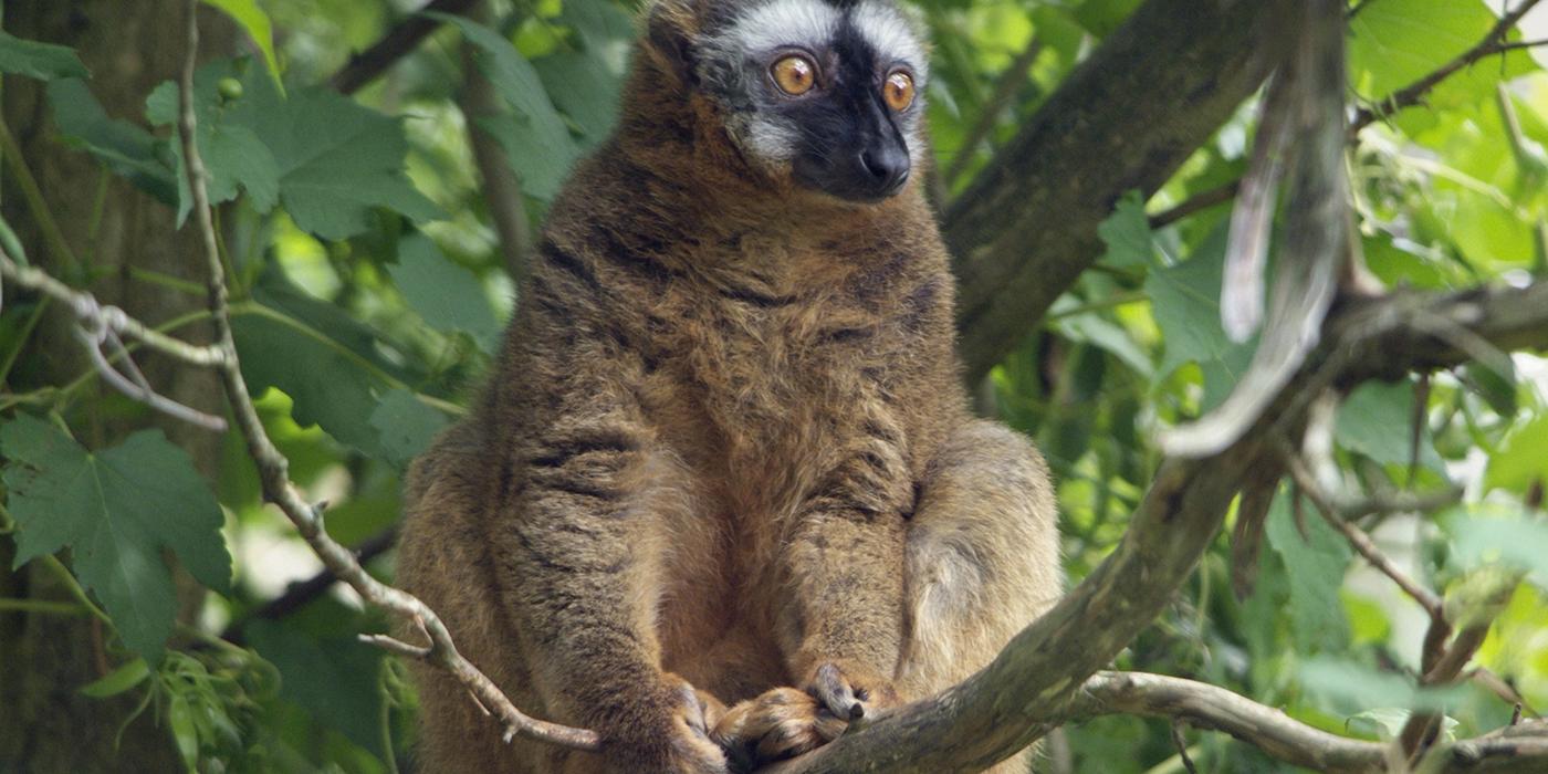 Yellow-eyed lemur sitting in tree. It has luxuriant fur.