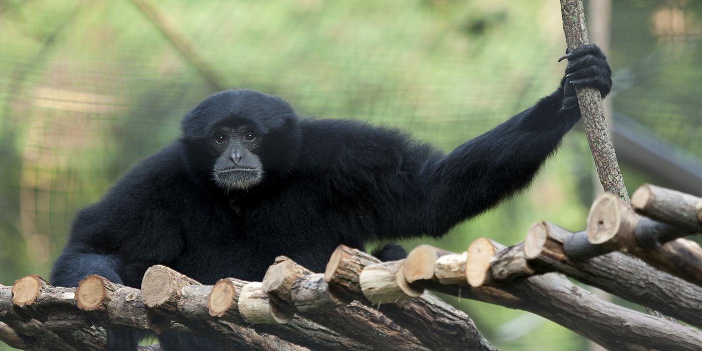 Black furry ape with long arms on a rope ladder