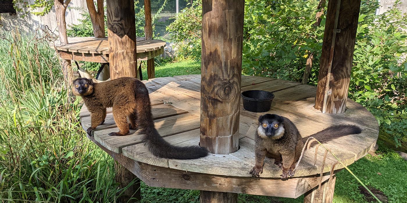 Two collared brown lemurs stand together on a wooden structure surrounded by tall grasses and shrubs