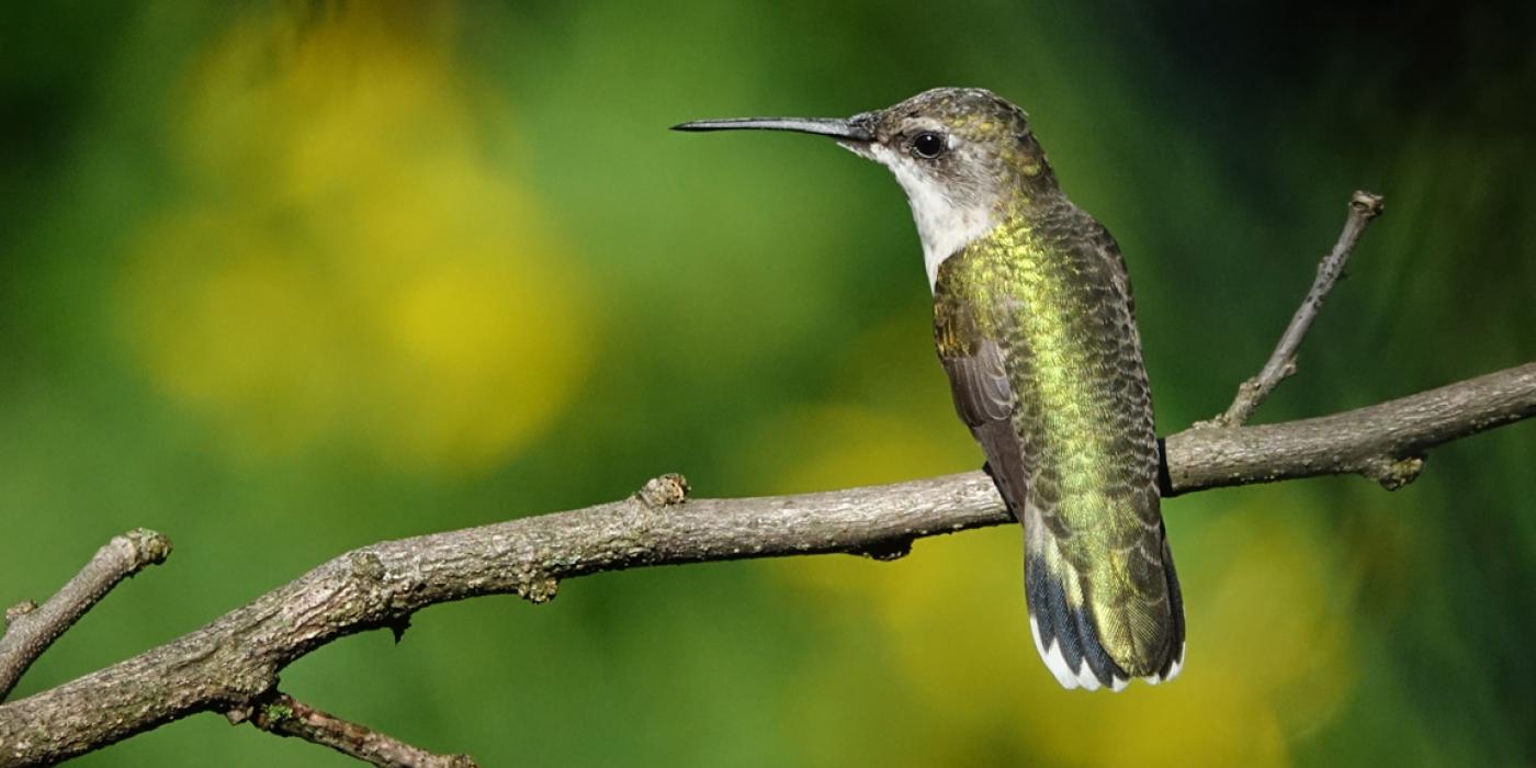 A small hummingbird perched on a tree branch