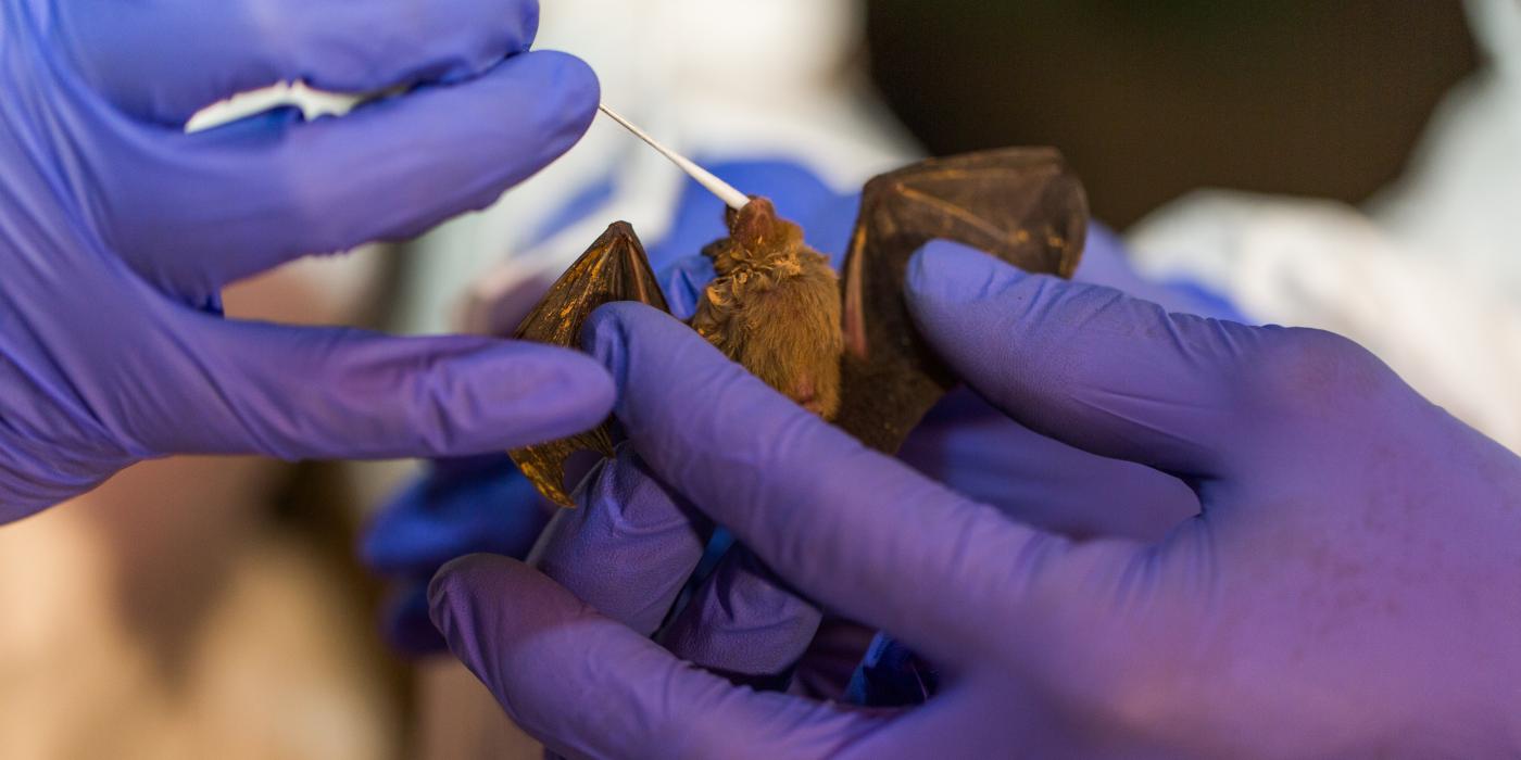 Scientists from Smithsonian's Global Health Program taking samples from a bumble bee bat in Myanmar. 