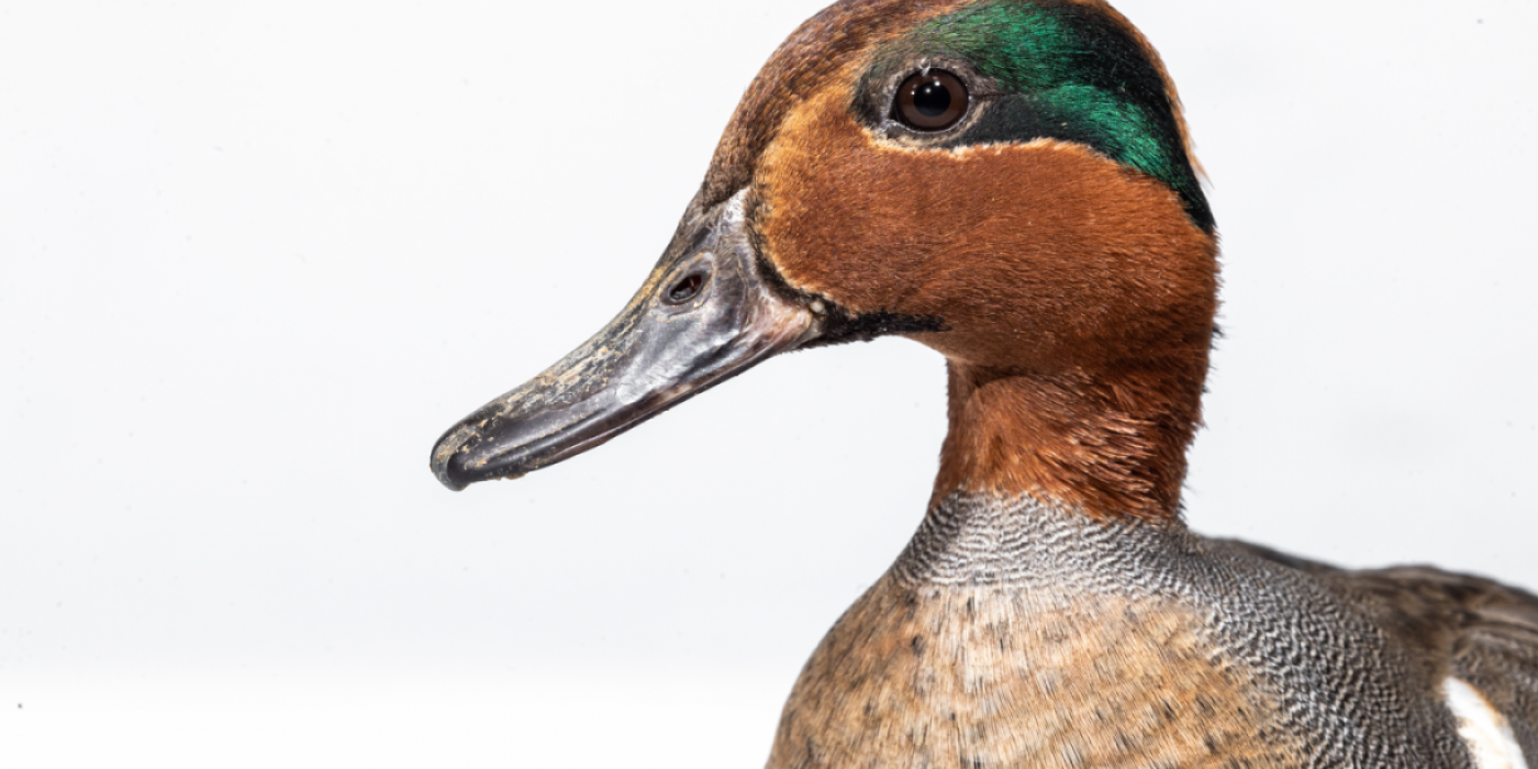 A male green-winged teal. The photo is a close-up and the duck's head takes up most of the image.