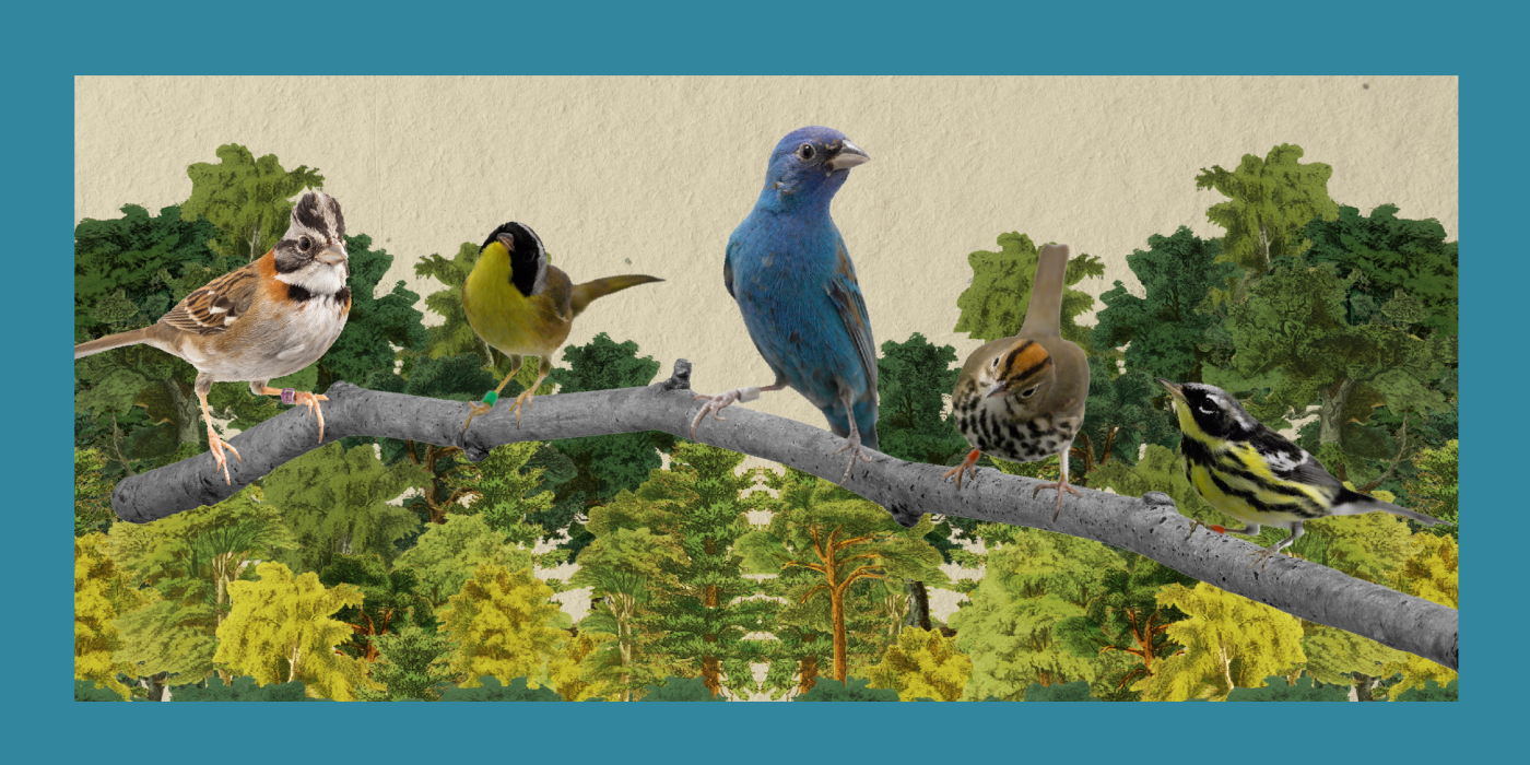 Three songbirds perched on a tree branch with leafy trees in the backgroudn