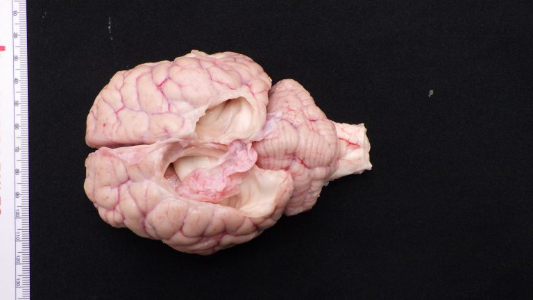 Photo of an African lion's brain. The brain is missing a section in the center.