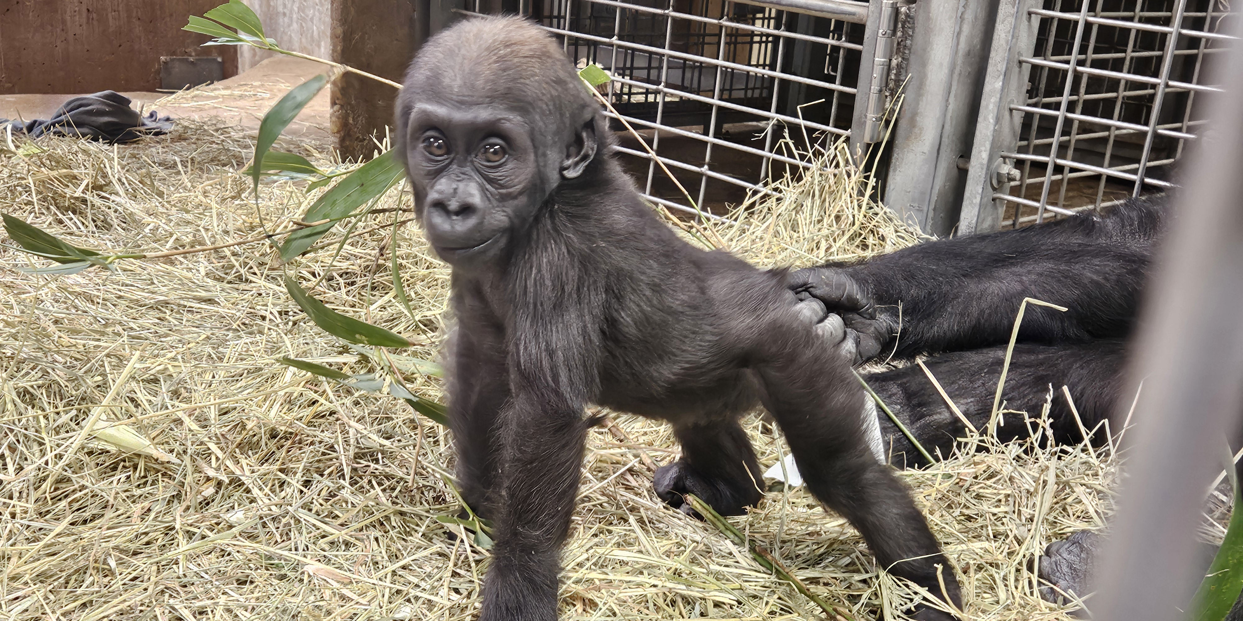 Baby gorilla poses on all fours and looks into the camera.