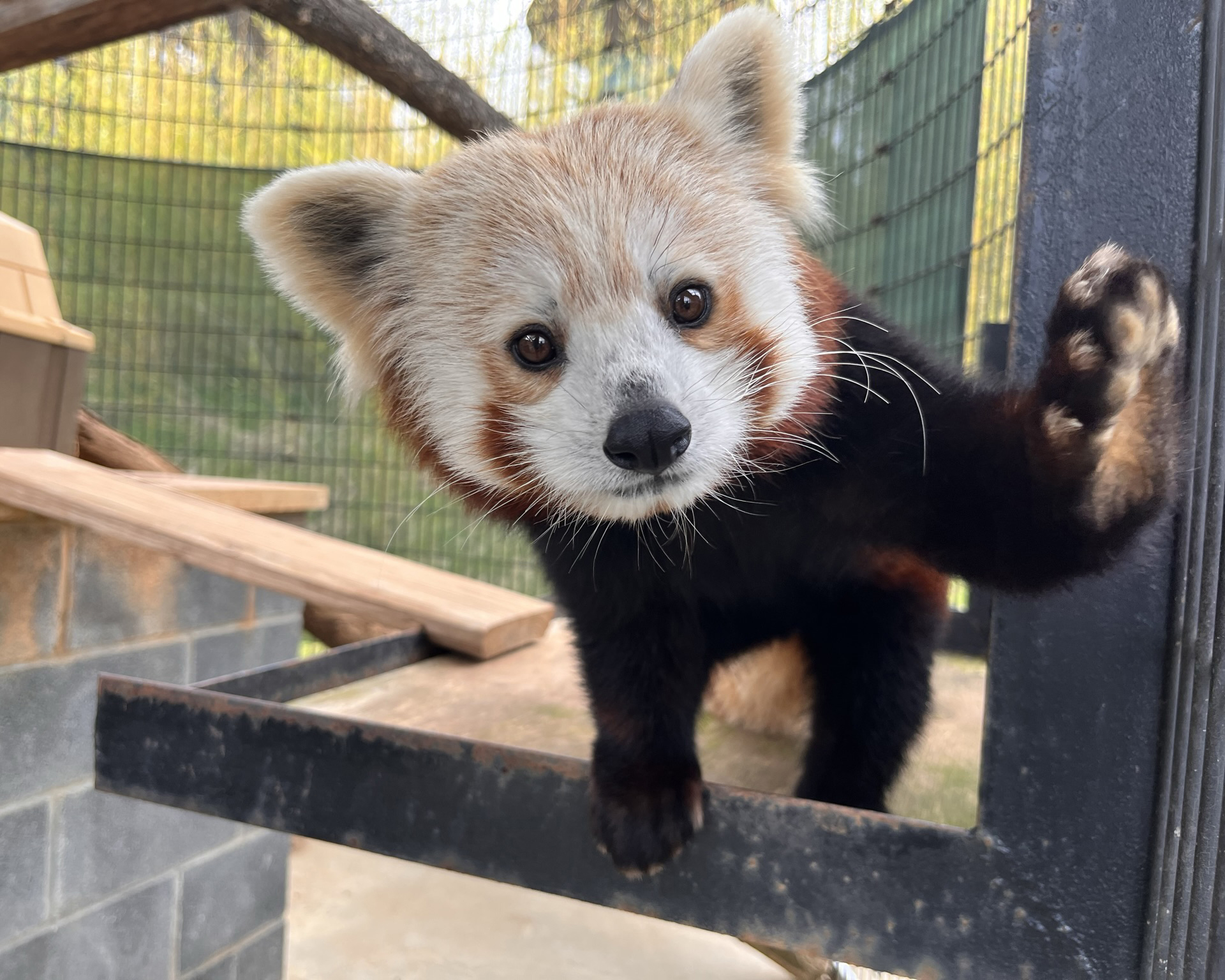 Red panda Xena holds up her left paw. 