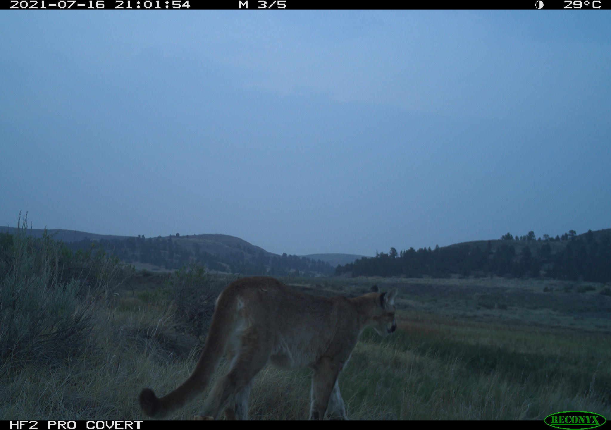 A mountain lion caught on a camera trap walking through a grassy area of the Northern Great Plains at dusk