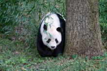 Giant panda Tian Tian explores his outdoor habitat.