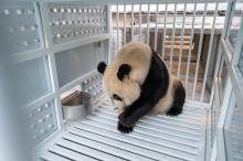 Black and white giant panda adult female giant panda Mei Xiang eating a frozen fruitsicle inside a white travel crate made of steel and plexiglass.
