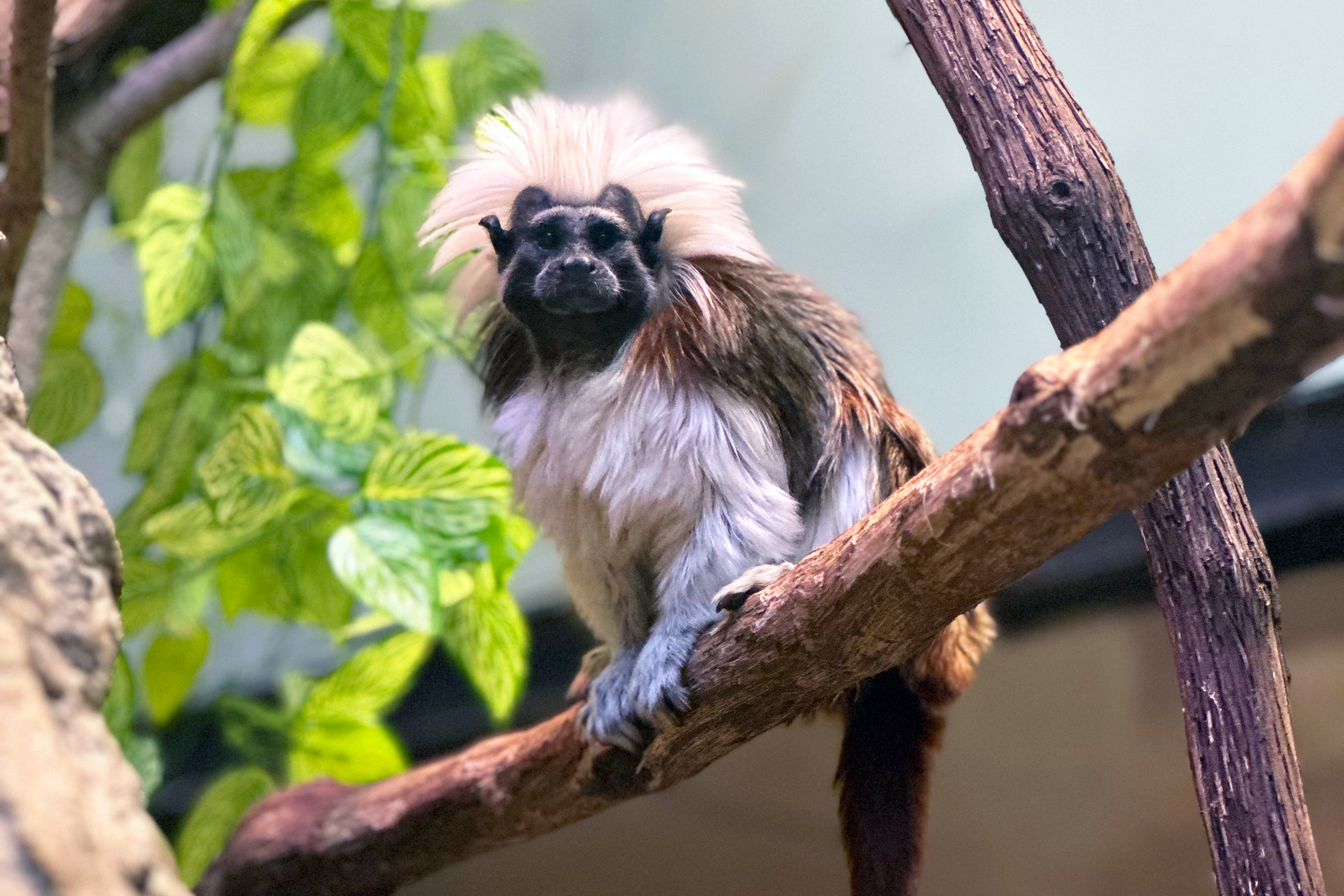 It has been 50 years since cotton-top tamarins—known for their signature white coif—have lived at NZCBI. Photo 2 credit: Kenton Kerns, Smithsonian’s National Zoo and Conservation Biology Institute