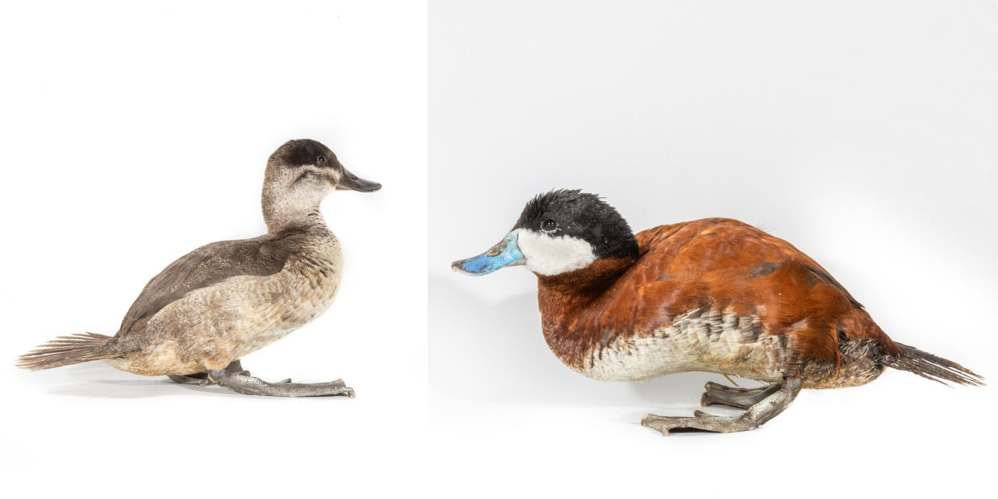 Two images have been put together into one. Each image contains a Ruddy duck standing on a white backdrop. On the left is a female and on the right is male.