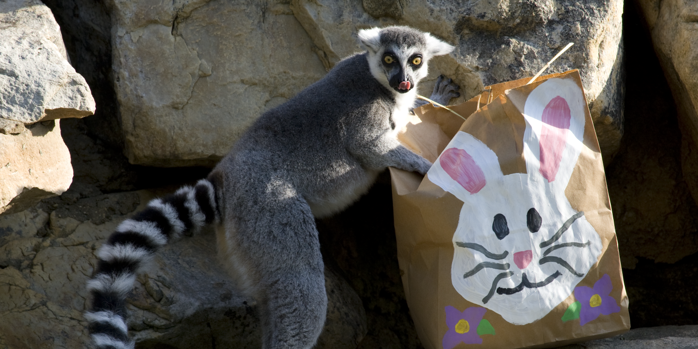 A ring-tailed lemur exploring an Easter-themed enrichment bag.