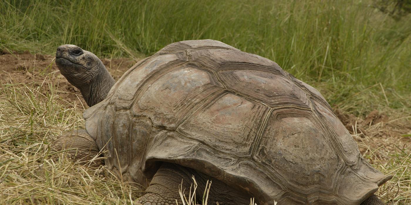 aldabra tortoise in the grass
