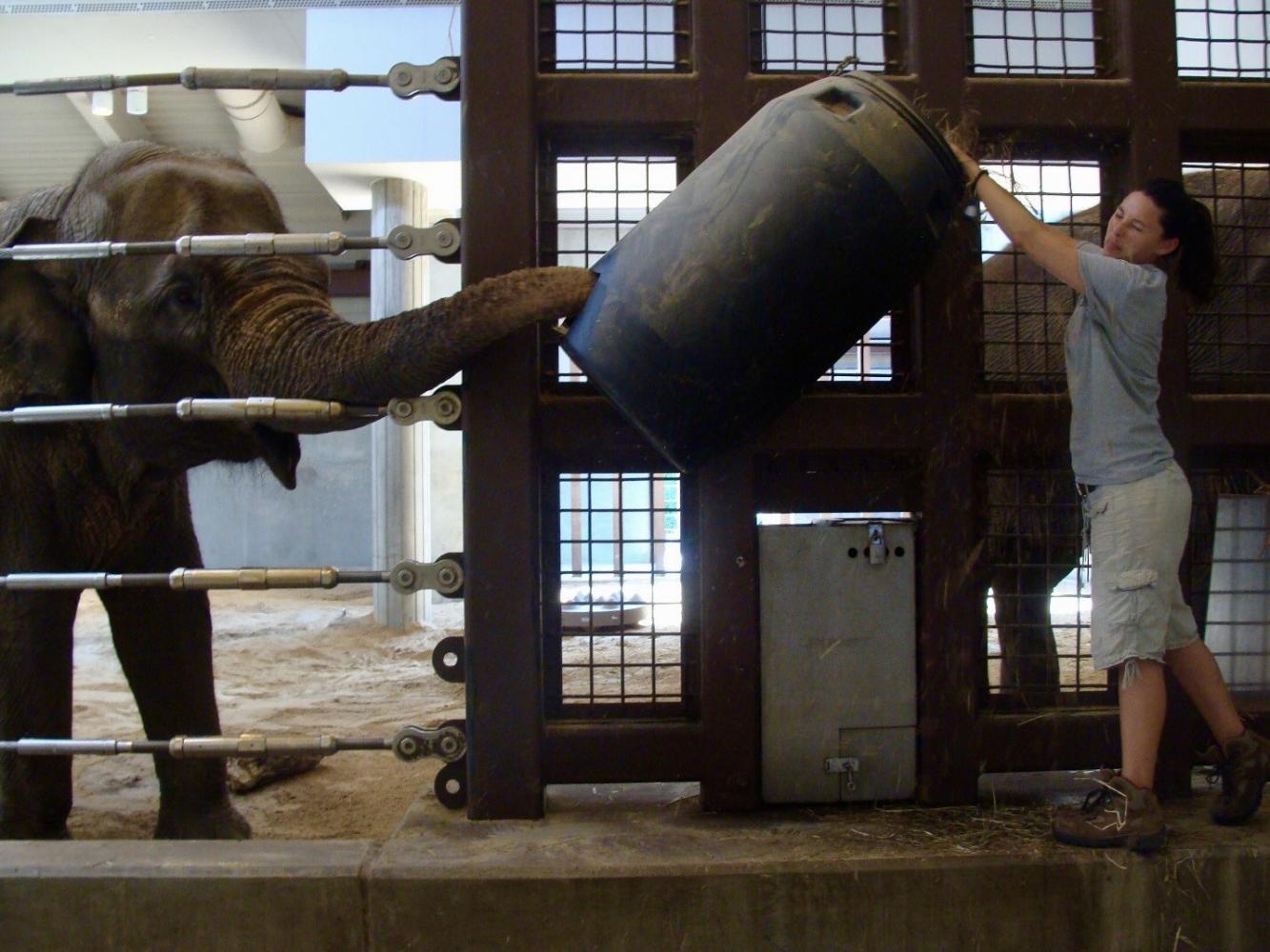 Elephants Noses Background, 3 Animals With Different Facial