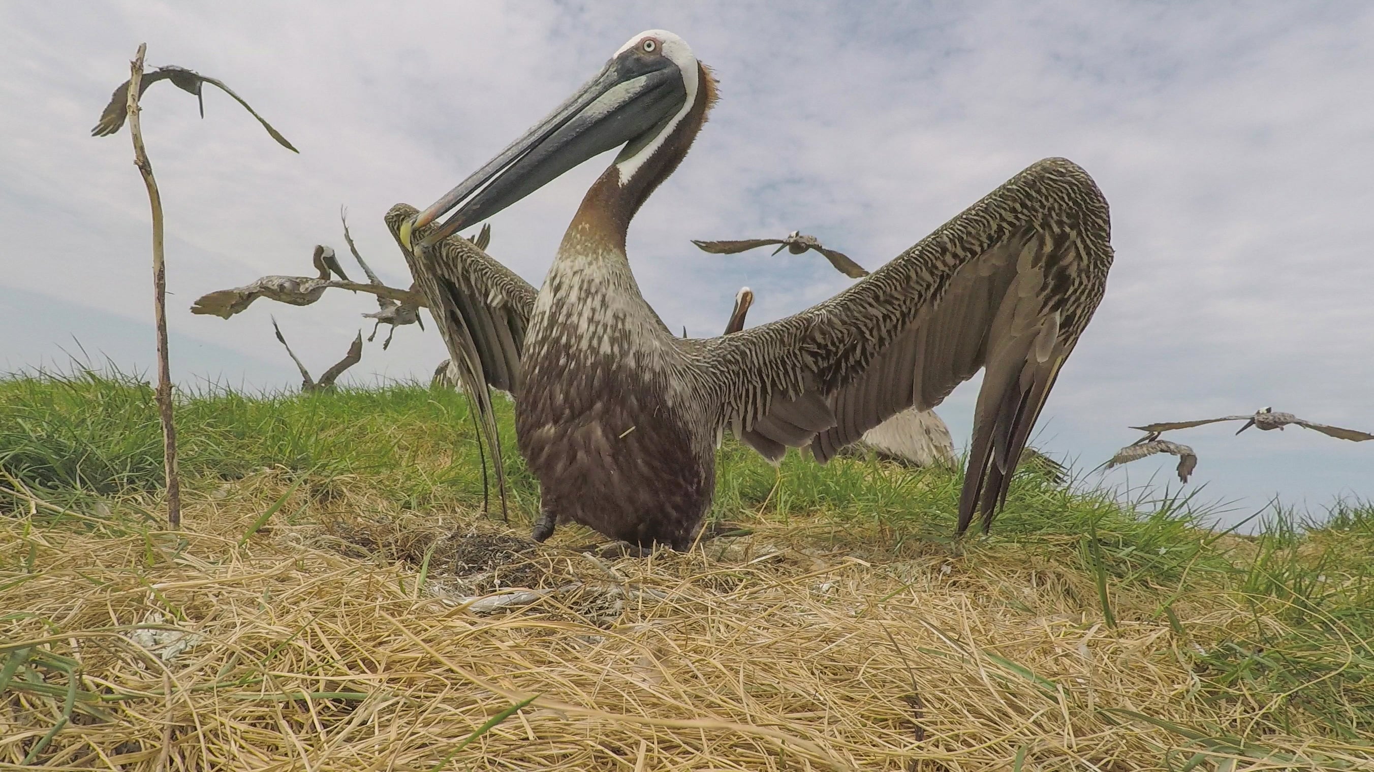 Brown Pelican on nest