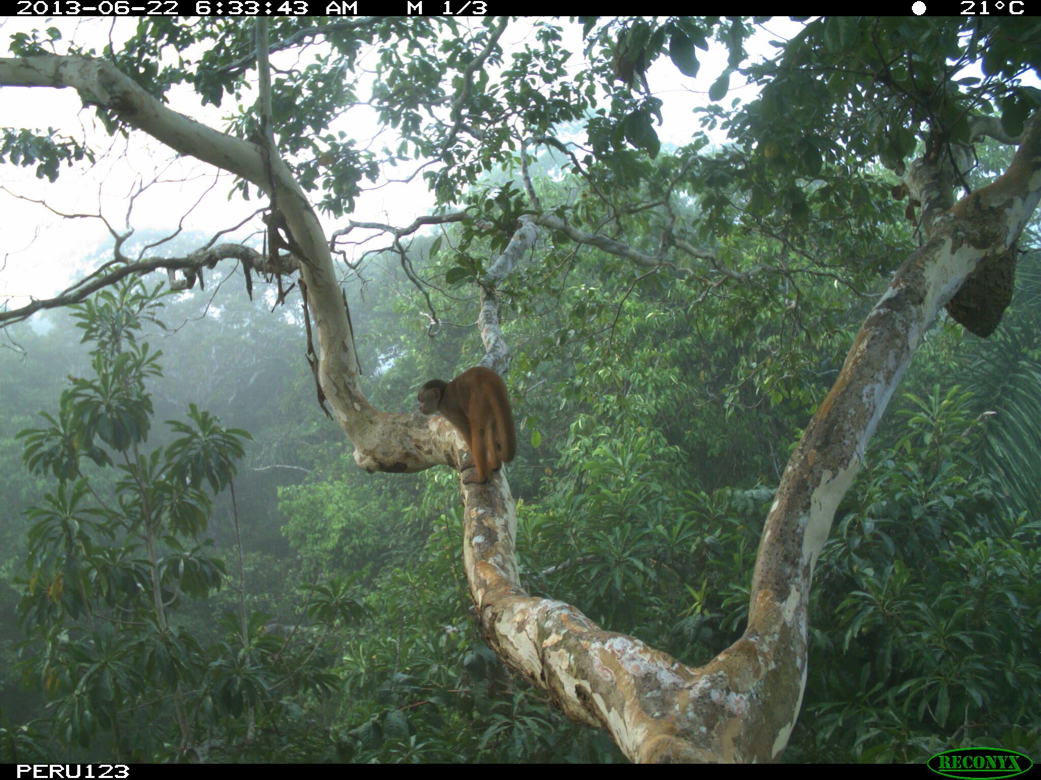 Taking A Swing At Connecting Habitat With Treetop Bridges