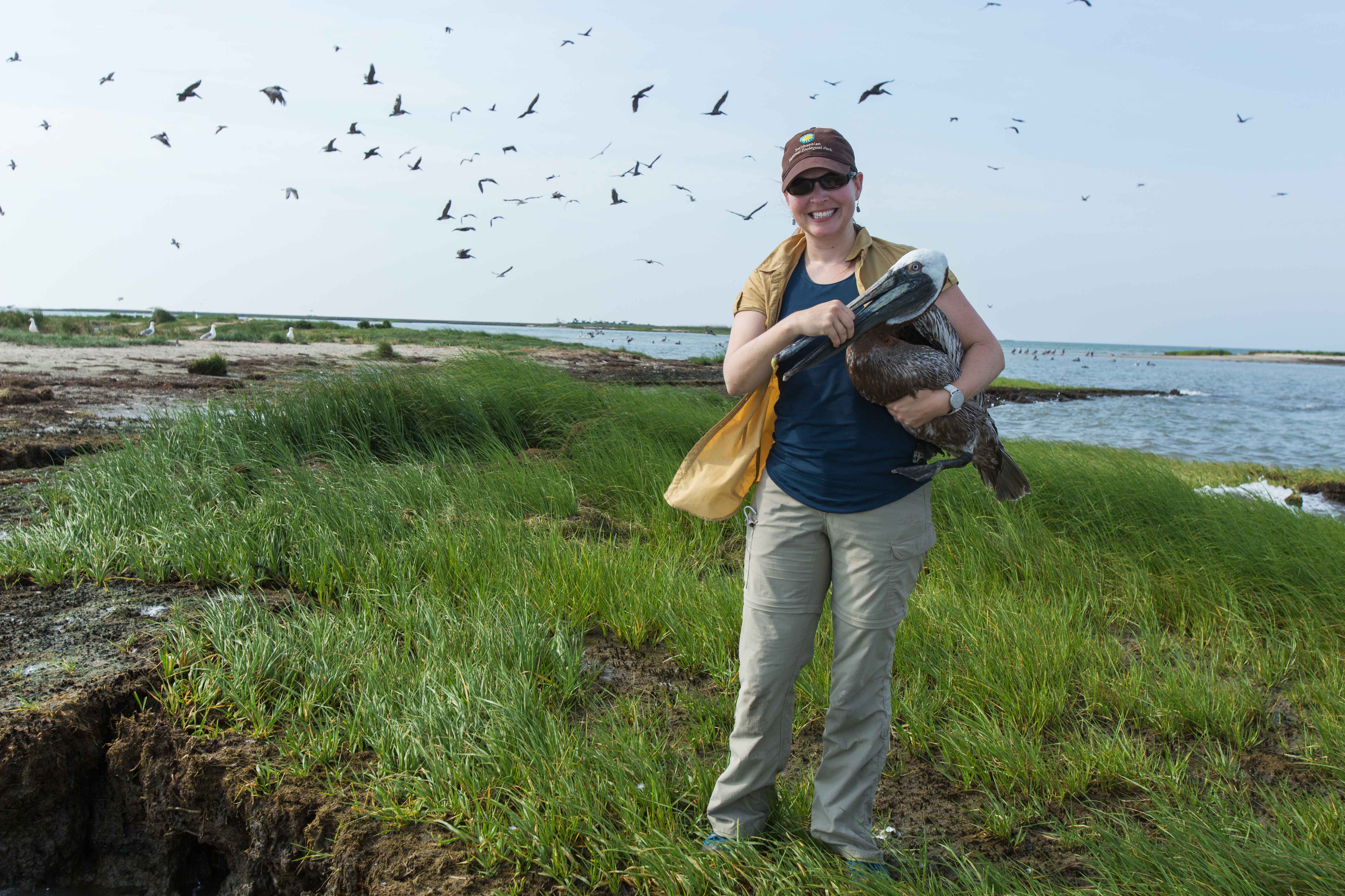 A researcher holding a brown pelican on an island with sand, grasses and pelicans flying overhead