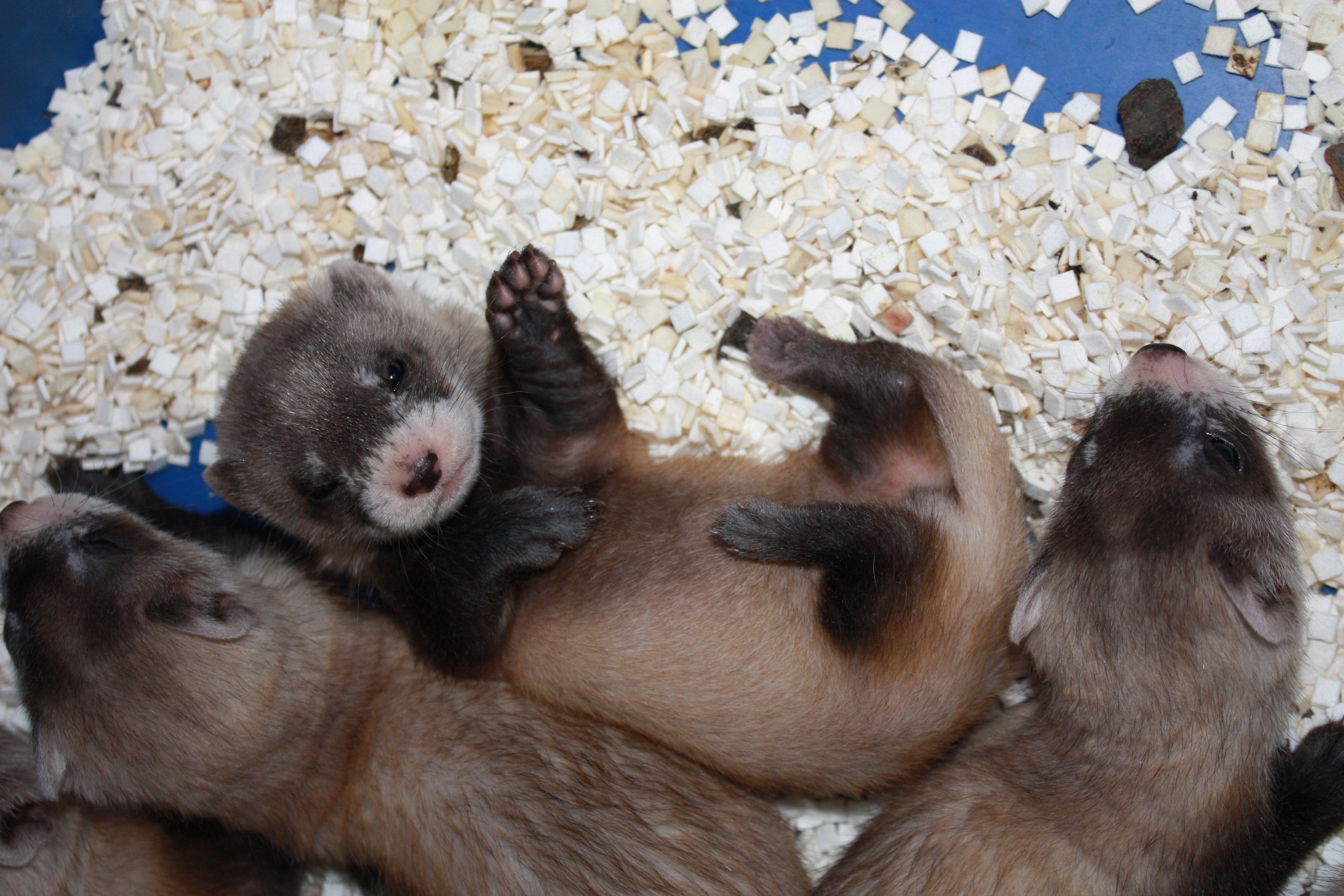 SCBI celebrated black-footed ferret births this summer
