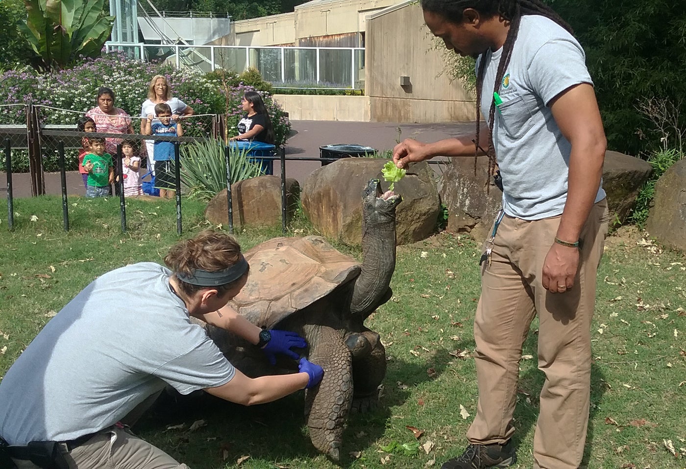 Aldabra Tortoise Training