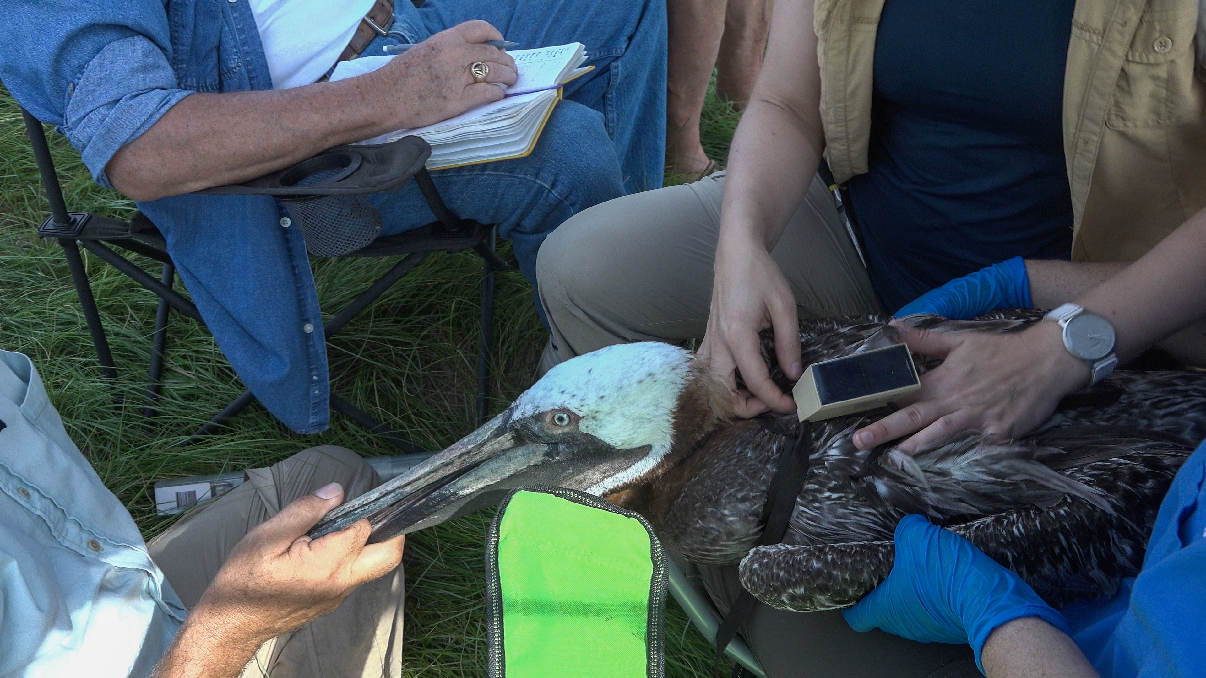 Scientists tag a brown pelican