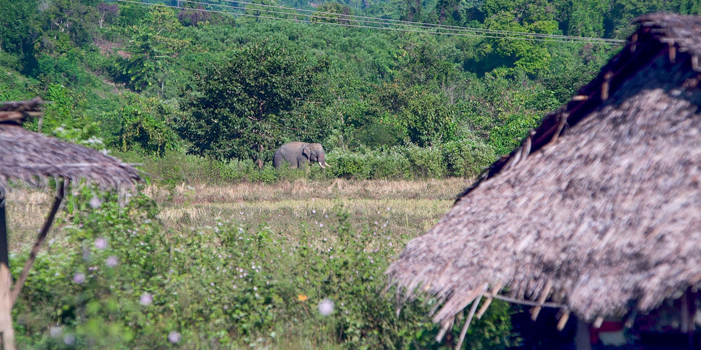 An Asian elephant with large tusks walks between a forest and huts in Myanmar