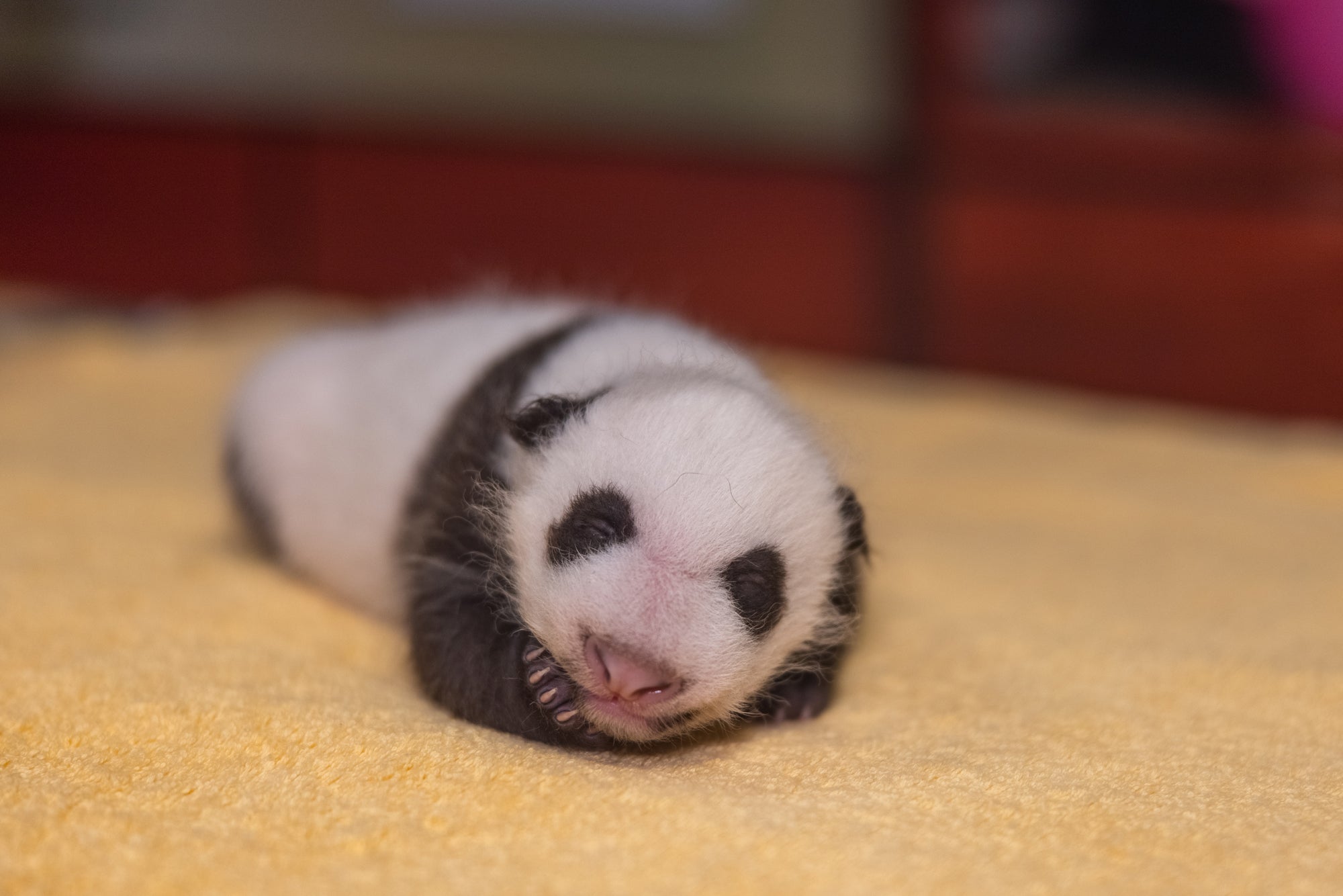 A 1-month-old giant panda cub with black-and-white markings, a thin layer of fur and small claws lays on a towel with its head resting on its paw