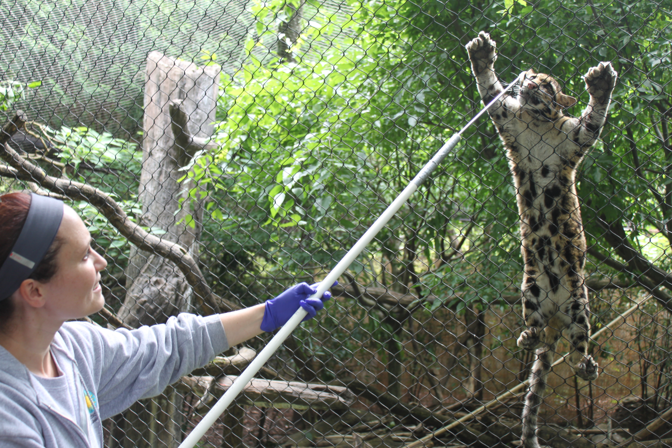 A Day in the Life of an Asia Trail Keeper | Smithsonian's National Zoo