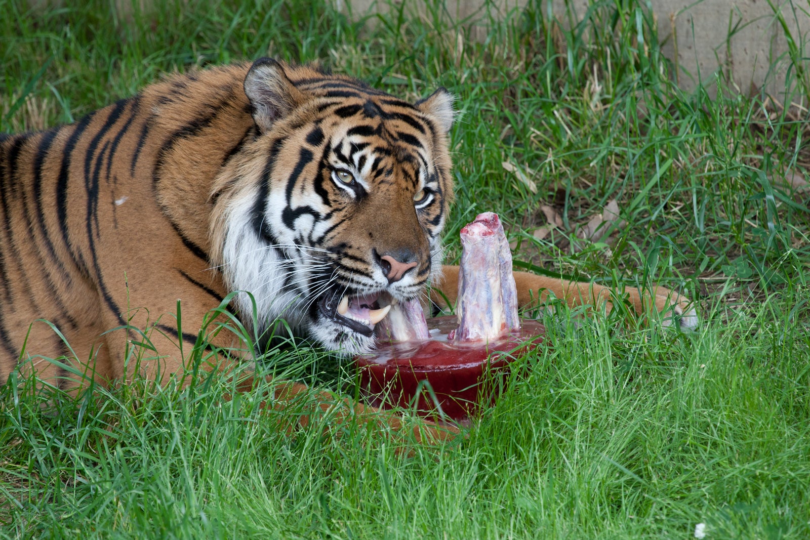 A tiger lays in the grass eating a "bloodsicle" made of frozen water and beef blood