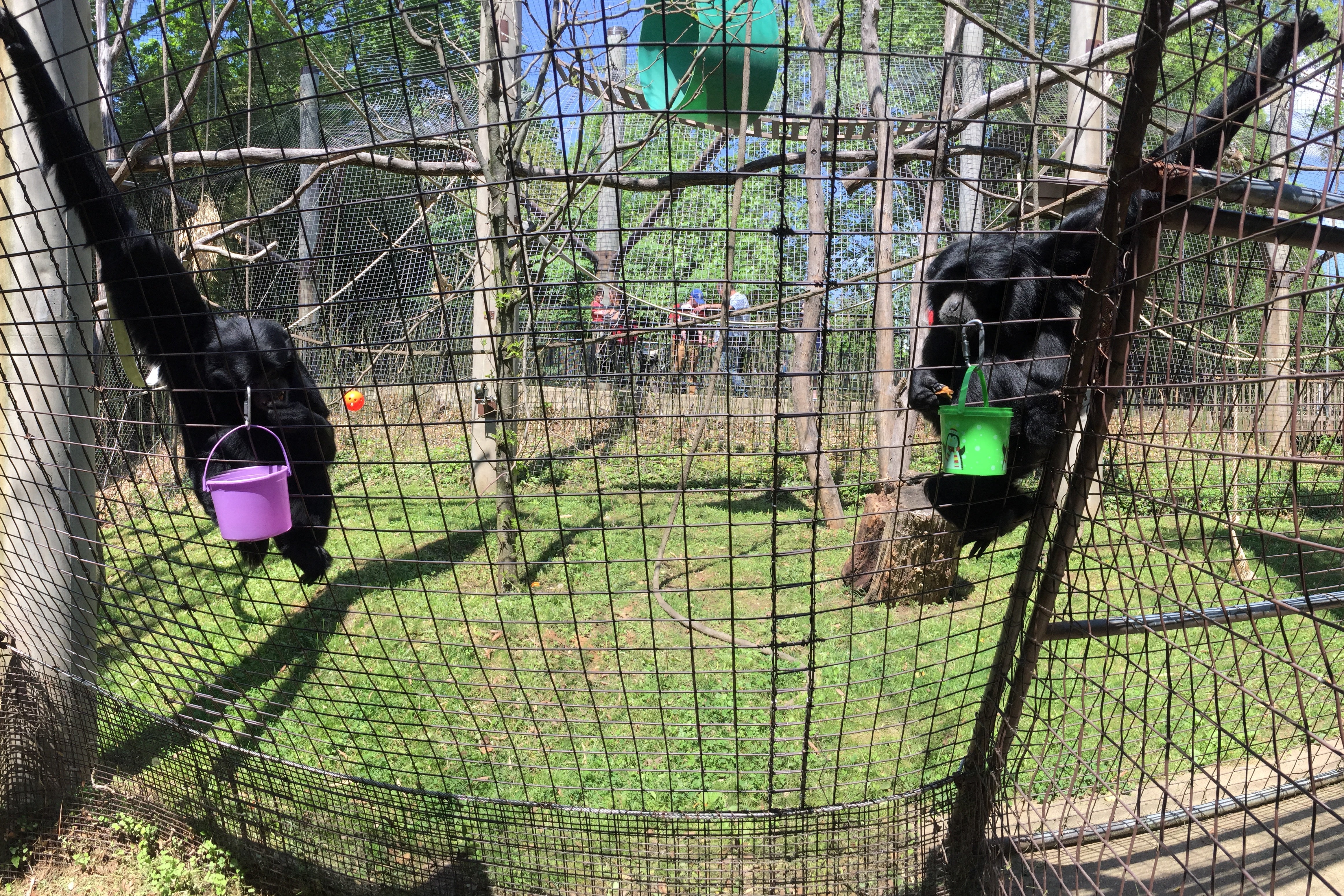 Siamang Afternoon Snack